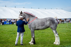 Westmorland County Show - 2021