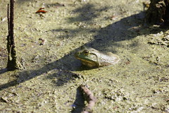 8-29-2021 American Bullfrog (Rana catesbeiana)
