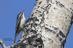 Bird Families: Treecreepers (Certhiidae)