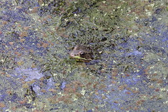 8-29-2021 Green Frog (Rana clamitans)