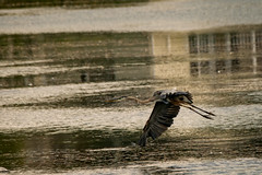 Great Blue Heron and Cranes