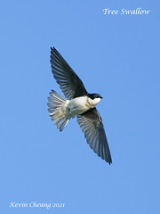 4 Swallows in Flight