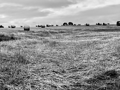 Hay Making in East Yorkshire Monochrome