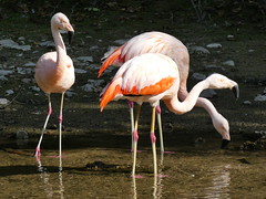 Flamant du Chili - Chilean Flamingo