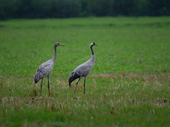 Kraniche/Cranes - Gruidae
