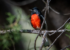 Arizona Birding – August 2021
