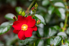 Rose - Flower Carpet Red