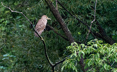 Best I can determine this is a rare juvenile Black-crowned Night-heron.