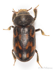Coleoptera: Heteroceridae