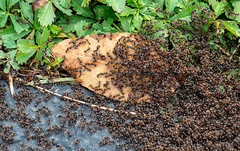 Many, many, many, busy, busy, busy ants!