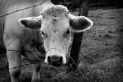 Portraits de vaches