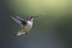 hummingbirds21