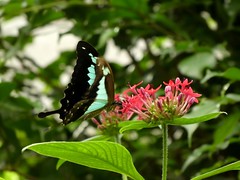 Livre vert bagué - Green-banded swallowtail