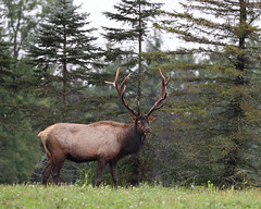 Pennsylvania Elk 2021