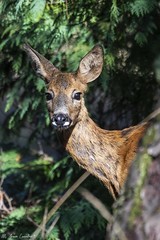 Corço | Roe deer (Capreolus capreolus)