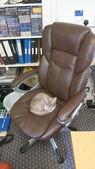 Office Cat - 2021-06-24