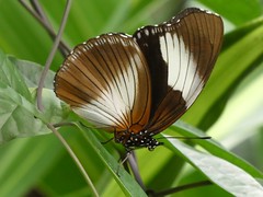 Hypolimnas monteironis - Black-tipped Diadem