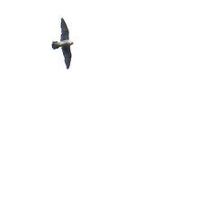 Peregrine falcon, Falco peregrinus, Pilgrimsfalk