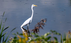 Tower to white egret... you are clear for takeoff!