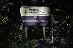 Marcell Experimental Forest