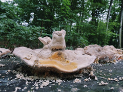 Pilze auf Totholz