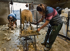 Two farming families take their sheep to market.