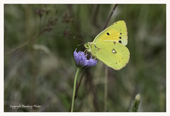  Clouded yellow-Colias croceus 