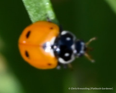 Hippodamia variegata, variegated lady beetle
