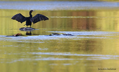 Cormoran à aigrettes / Double- crested Cormorant
