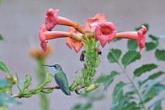 Ruby-throated Hummingbirds (Archilochus colubris) & Rufous Hummingbirds (Selasphorus rufus)