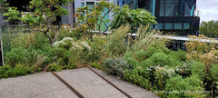 The High Line, September 2021