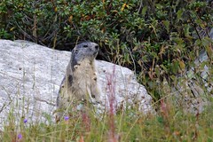Marmotte - Alpine Marmot (Marmota marmota)