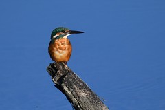 Martins pêcheurs - Kingfishers