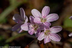 Wildflowers - Spring Beauty