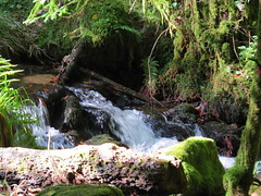Wildbäche u. Wasserfälle im Schwarzwald