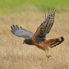 Northern Harriers in the Pacific Northwest