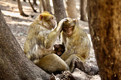 The Barbary Macaque 