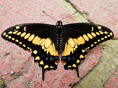 Papilio polyxenes americanus - Black swallowtail