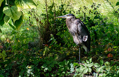 Blue Heron standing behind a small tree