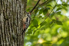 Pic mar - Middle spotted woodpecker