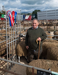 Alston Moor Annual Show and Sale of 16,000 Mule Gimmer Lambs, Lazonby, Cumbria