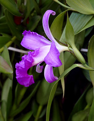  orchids #48