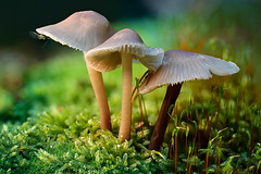 Paddestoelen Mushrooms Pilze Funghi