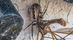 SPIDERS / EDDERKOPPER