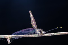 長角蛉 ─ Ascalaphidae