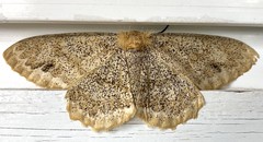 ID moths