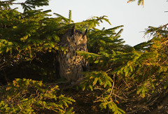 2021 Stor hornugle Eagle Owl Bubo bubo