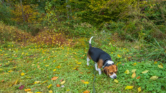 Beagle Walks 10