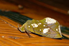 Erebidae, Calpinae - Thailand