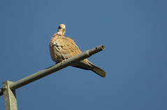 Eurasian collared dove (turkduva)